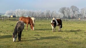 Eggermühlener Dorfimpressionen 2026