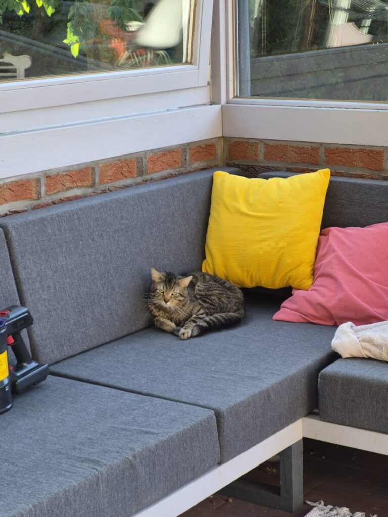 Katze zugelaufen