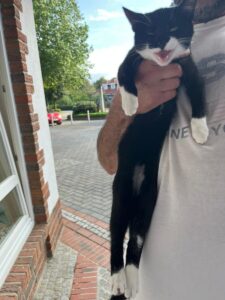 Fundkatze