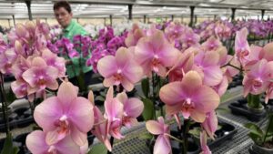 Orchideen und edle Spezialitäten