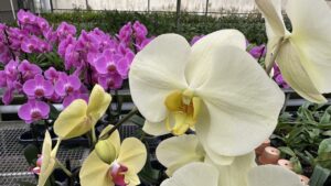 Orchideen und edle Spezialitäten