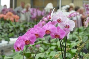 Rila-Erlebniswelt und Orchideenschau